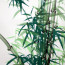 Tuschezeichnung grüner Bambus