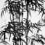 Tuschezeichnung Bambus