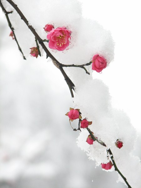Kirschbl&uuml;te